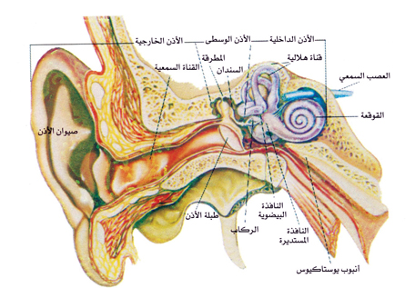 التهاب الأذن الوسطى وجع داخل الجمجمة عبر الإمارات أخبار وتقارير البيان