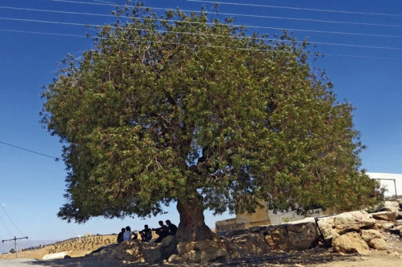 شجرة السدر في جدة