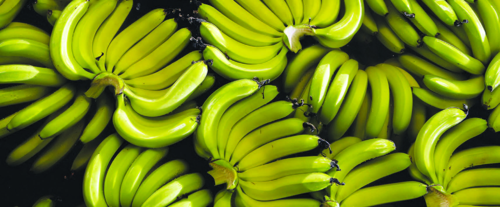 Банановые пальчики. Бананы дамские пальчики. Самый маленький сорт бананов. Кормовые бананы. Банан однолетнее растение.